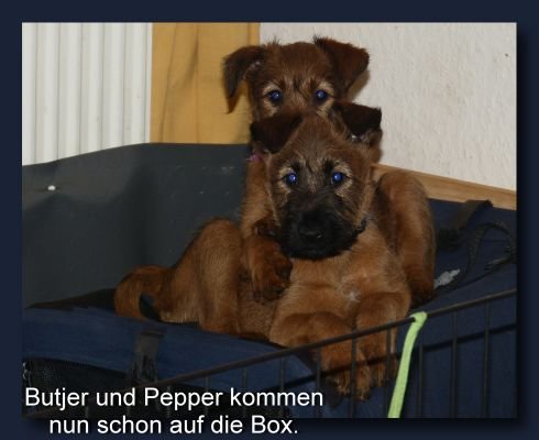 butjer und pepper box